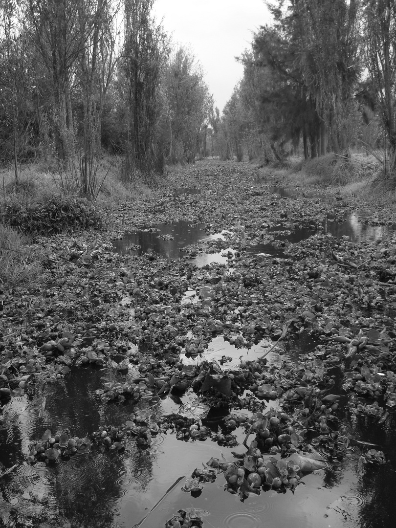 Xochimilco II