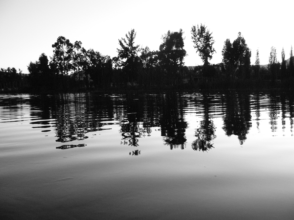 Xochimilco trees