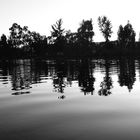 Xochimilco trees