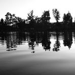 Xochimilco trees