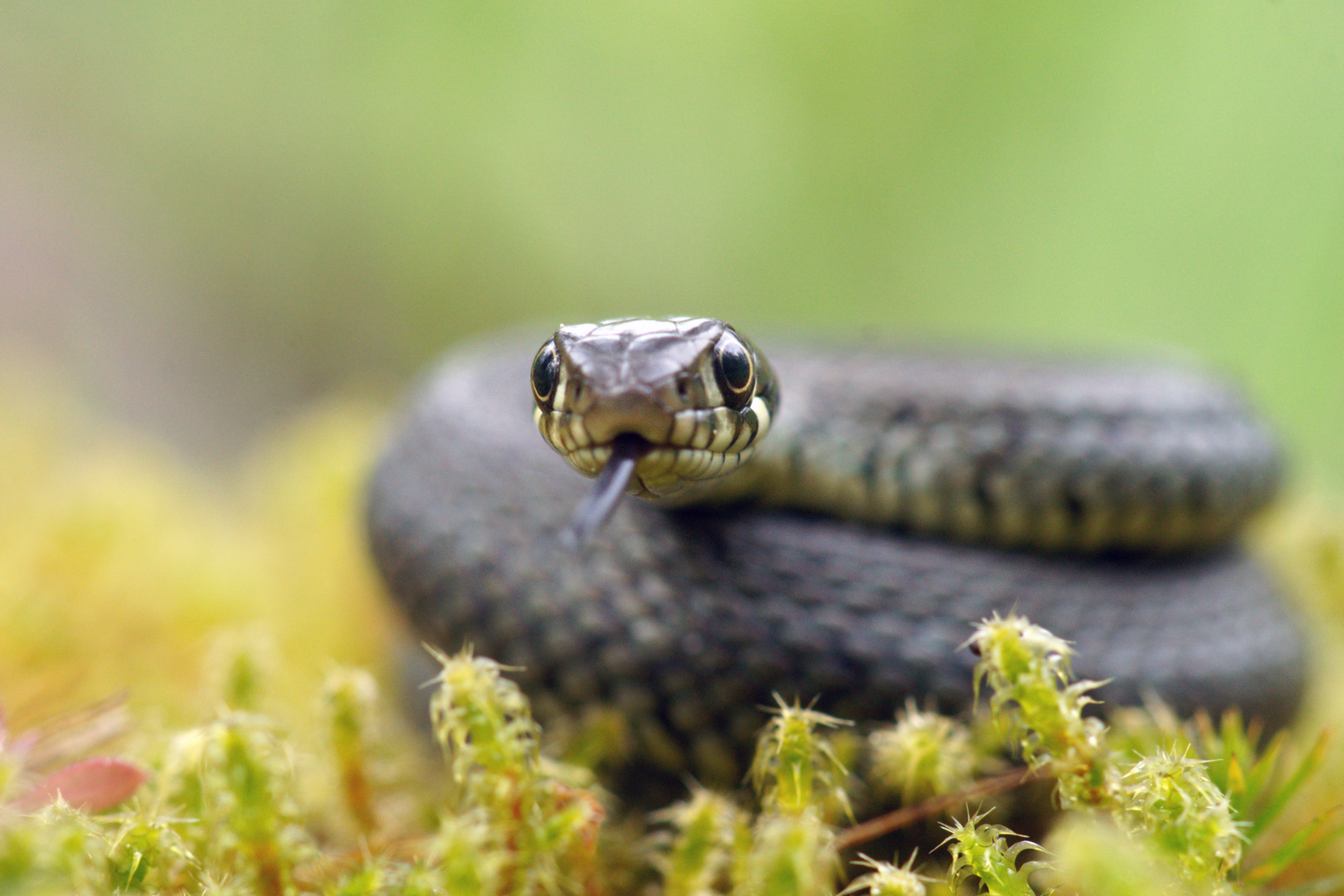 Xogastunde beendet - Ringelnatter, Natrix natrix