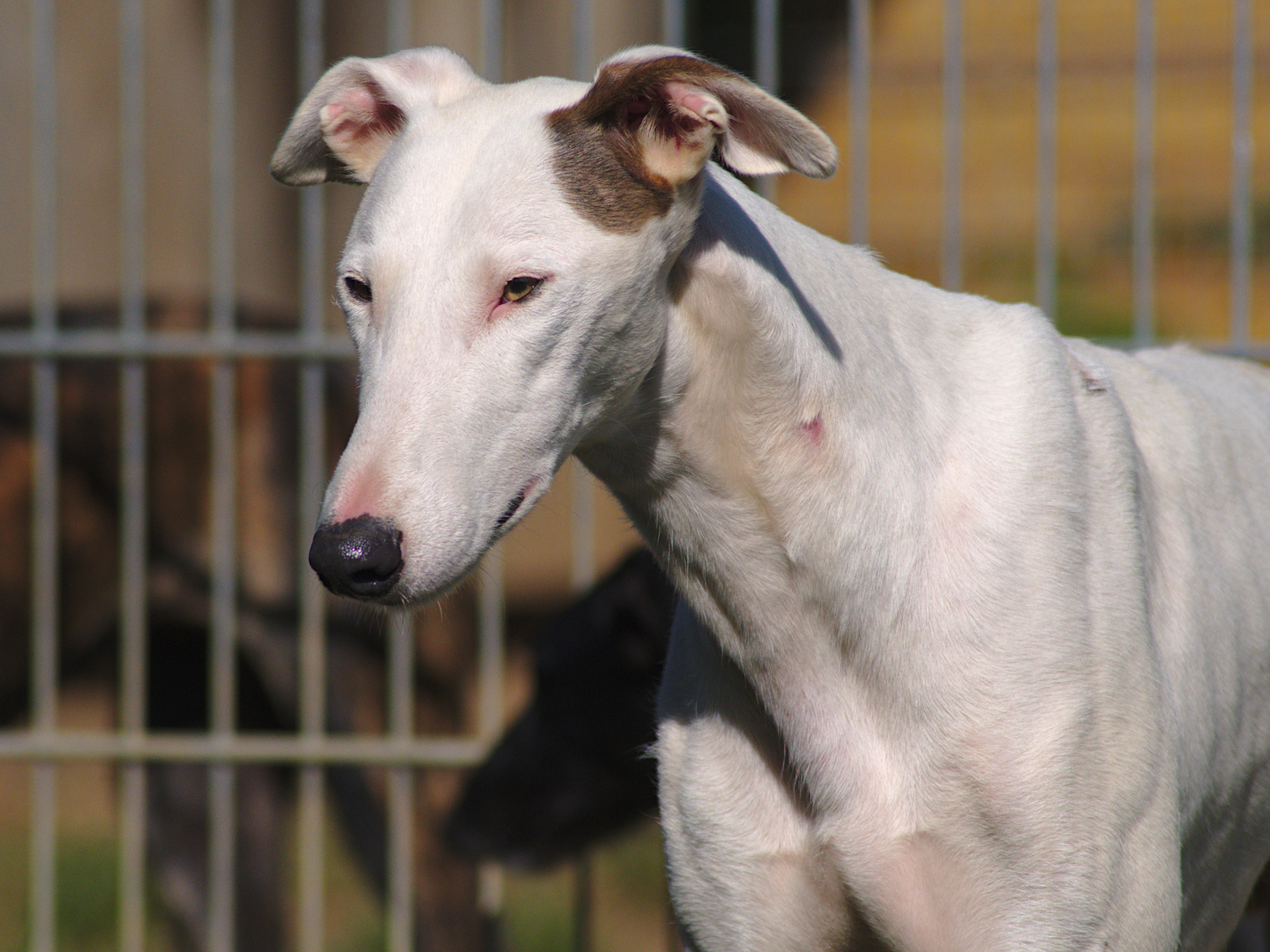 Xuso - Sofa gesucht Foto & Bild | tiere, haustiere, hunde ...