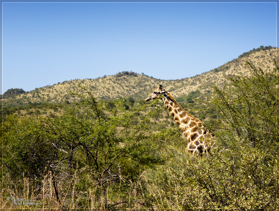 XXL-Giraffe