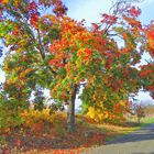 XXL- Herbst oder die Übertreibung