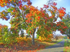 XXL- Herbst oder die Übertreibung