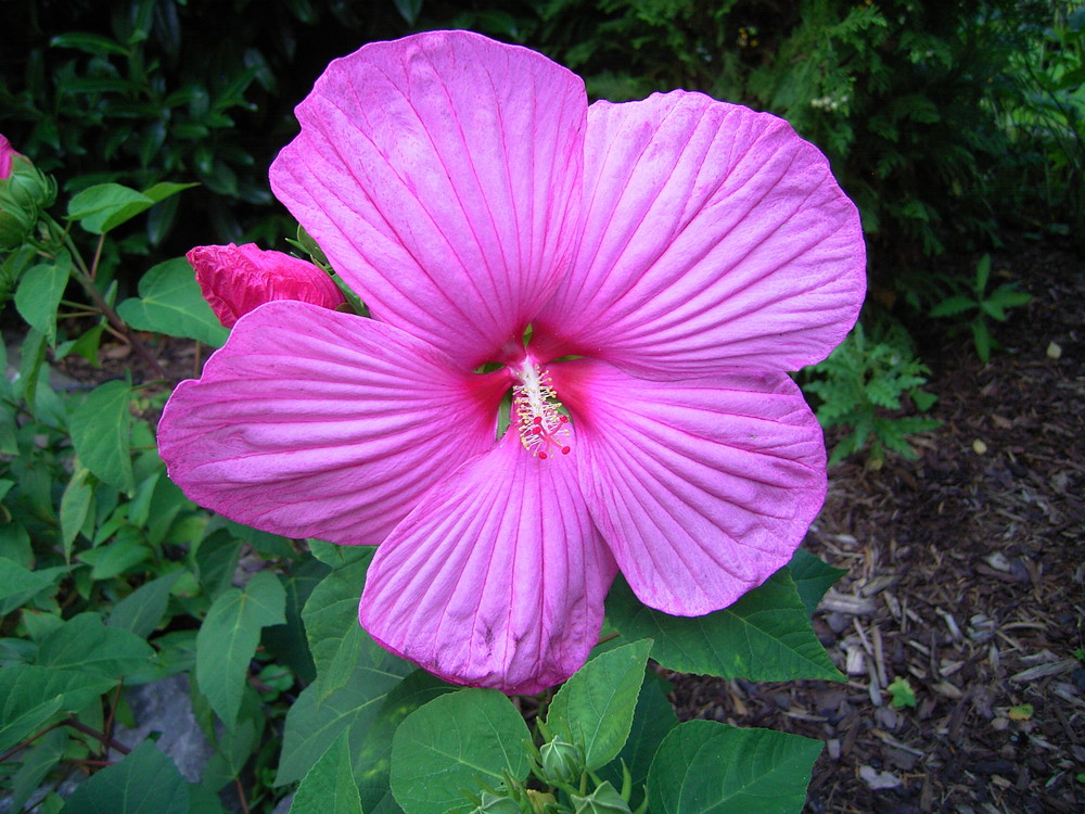 XXLHibiskus Foto & Bild pflanzen, pilze & flechten, blüten