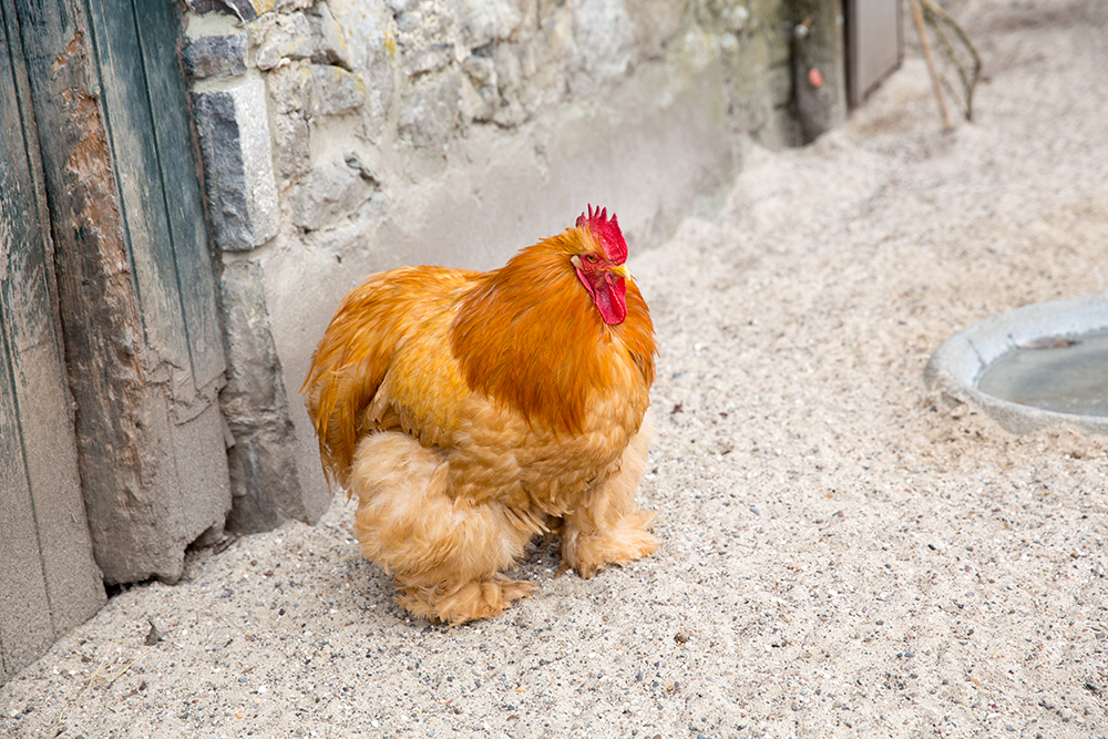 XXL-Huhn