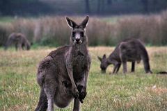XxP_Australia_000191_w10_kaengeruh