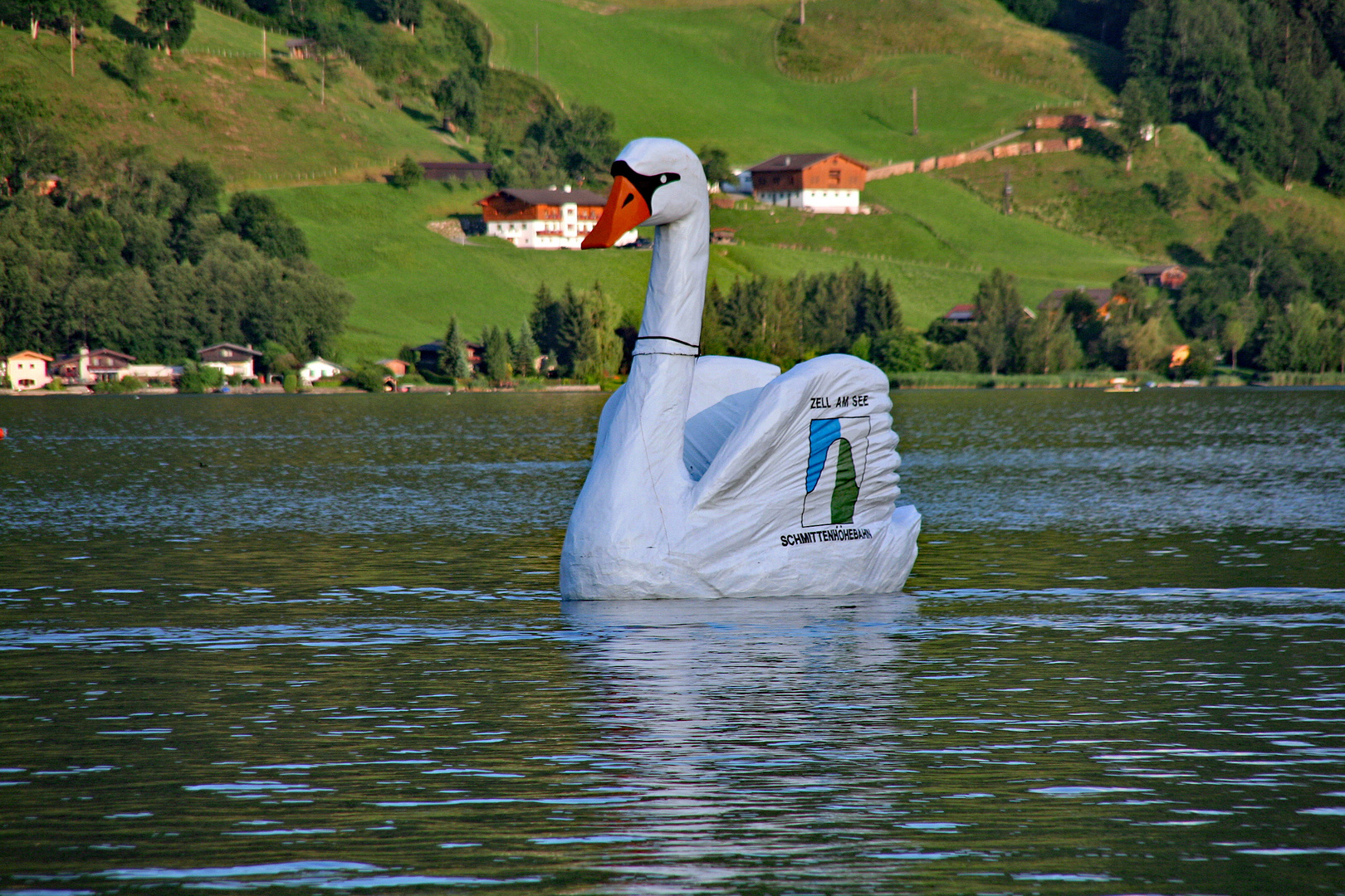 XXXL Schwan