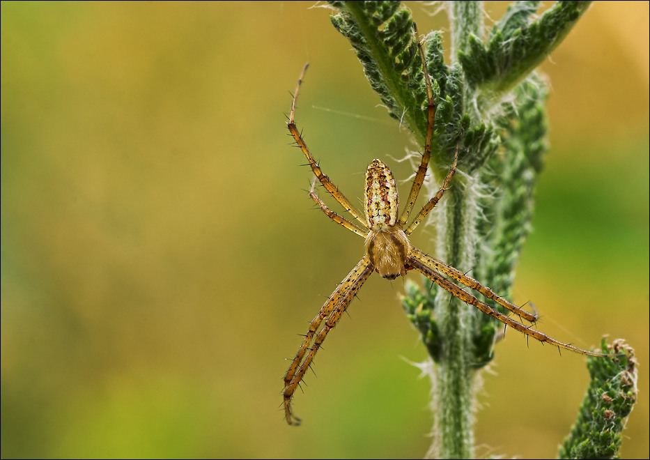 ....XY., [Argiope bruennichi(?), Männchen]