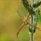 ....XY., [Argiope bruennichi(?), Männchen]