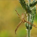 ....XY., [Argiope bruennichi(?), Männchen]