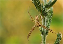 ....XY., [Argiope bruennichi(?), Männchen]