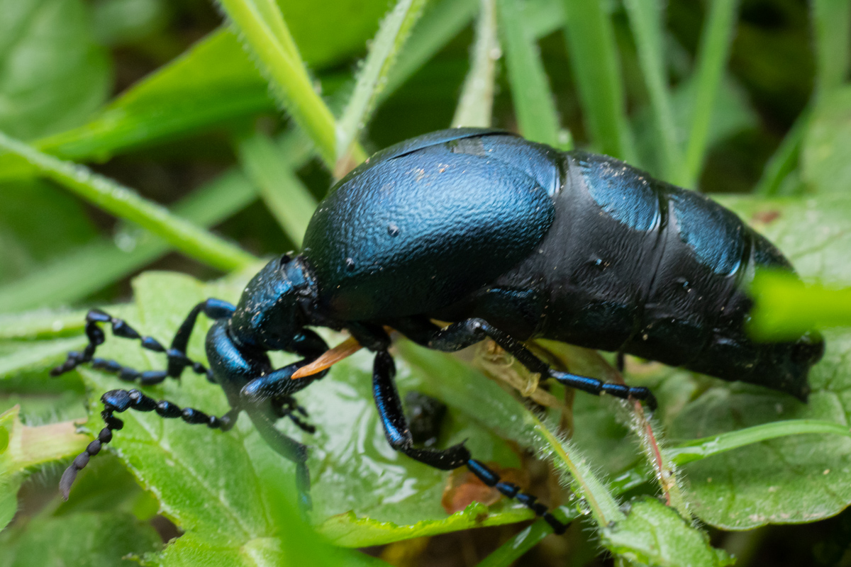 xy (un)gelöst - schwarzblauer Ölkäfer