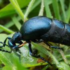 xy (un)gelöst - schwarzblauer Ölkäfer