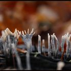 Xylaria