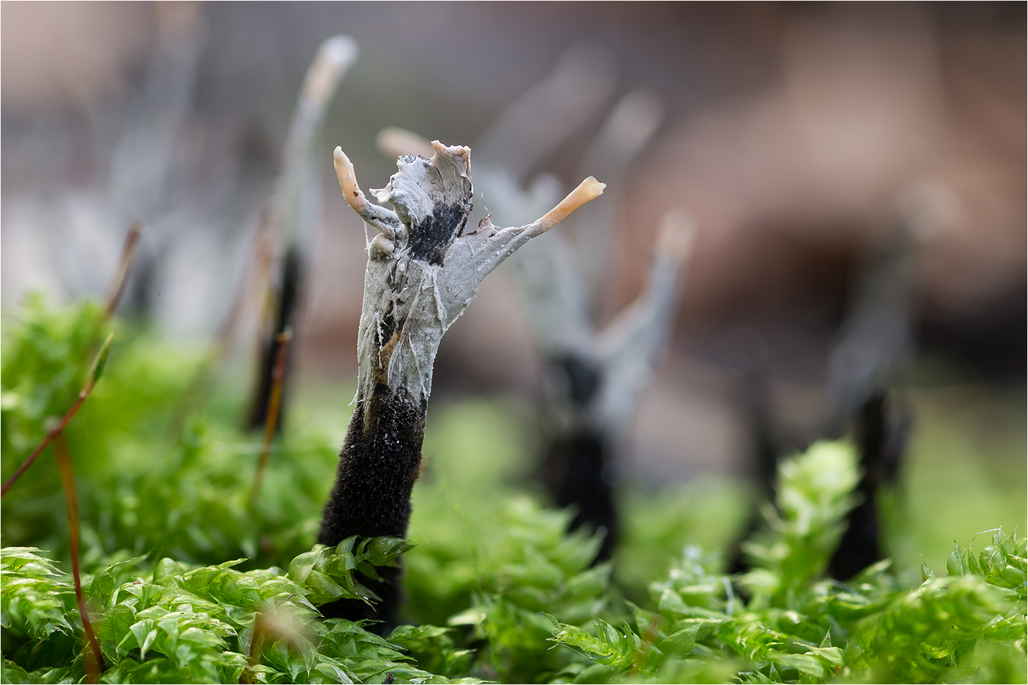 XYLARIA HYPOXYLON