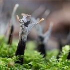 XYLARIA HYPOXYLON