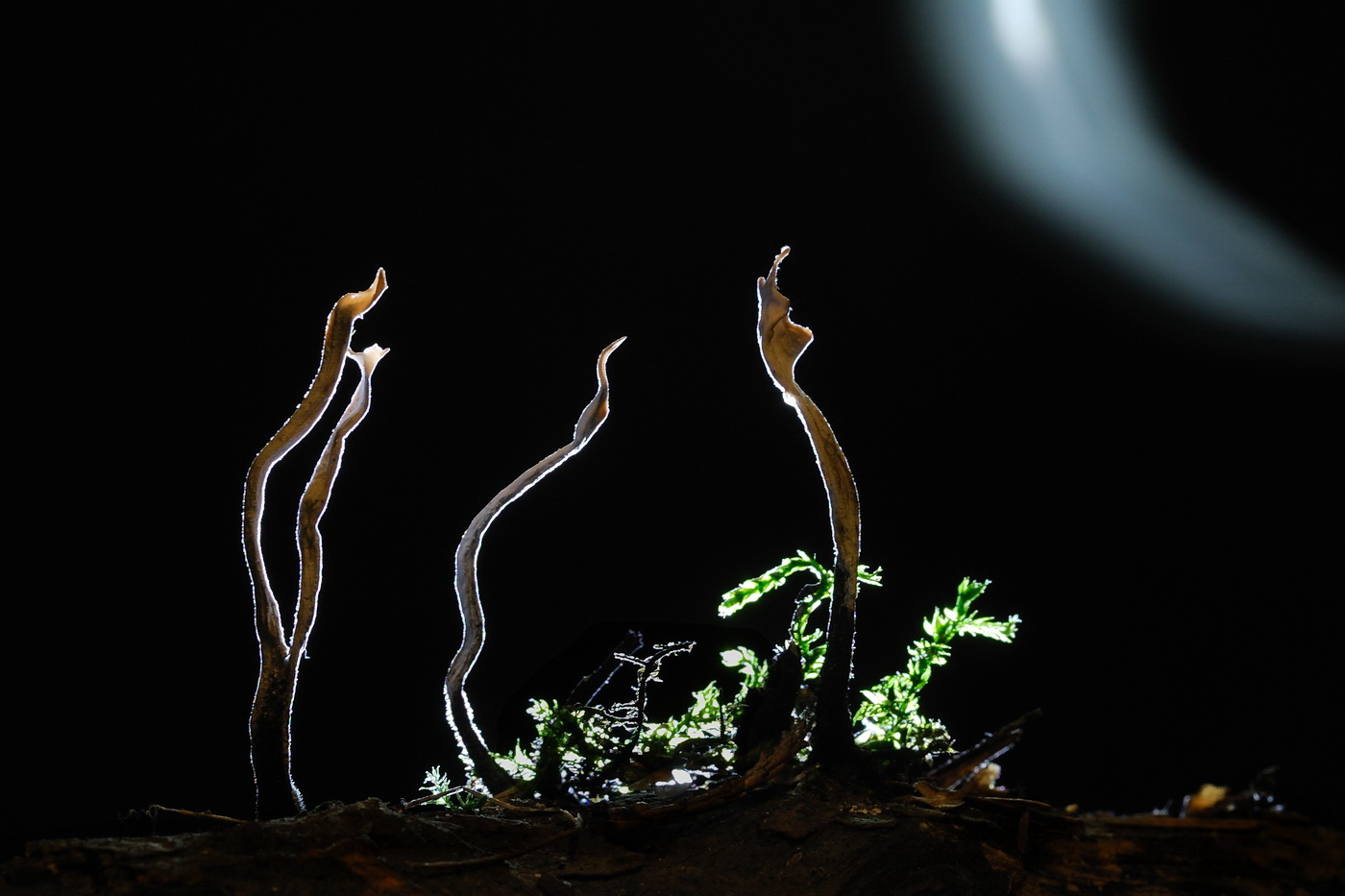 Xylaria hypoxylon