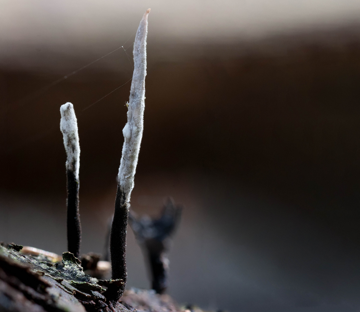 Xylaria Hypoxylon