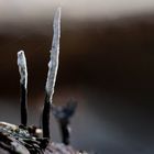 Xylaria Hypoxylon