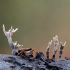 Xylaria hypoxylon