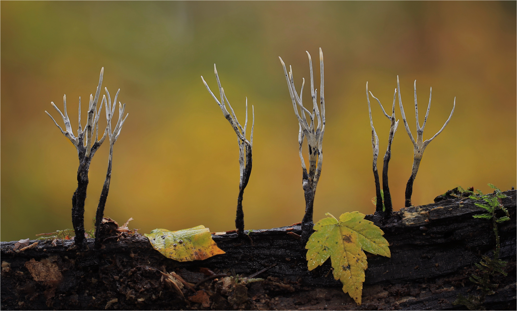 Xylaria hypoxylon Foto & Bild pflanzen, pilze & flechten, pilze