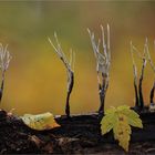 Xylaria hypoxylon