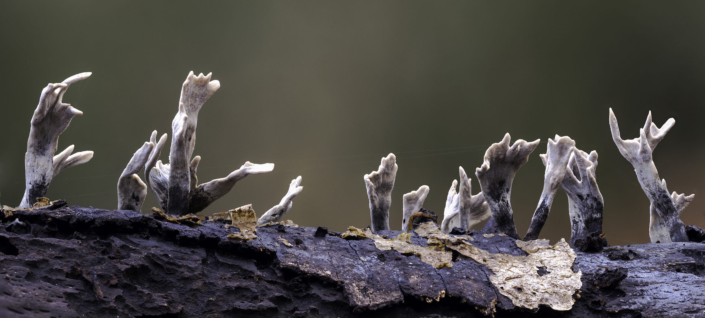 Xylaria hypoxylon