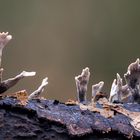 Xylaria hypoxylon