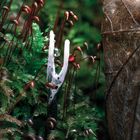 Xylaria Hypoxylon