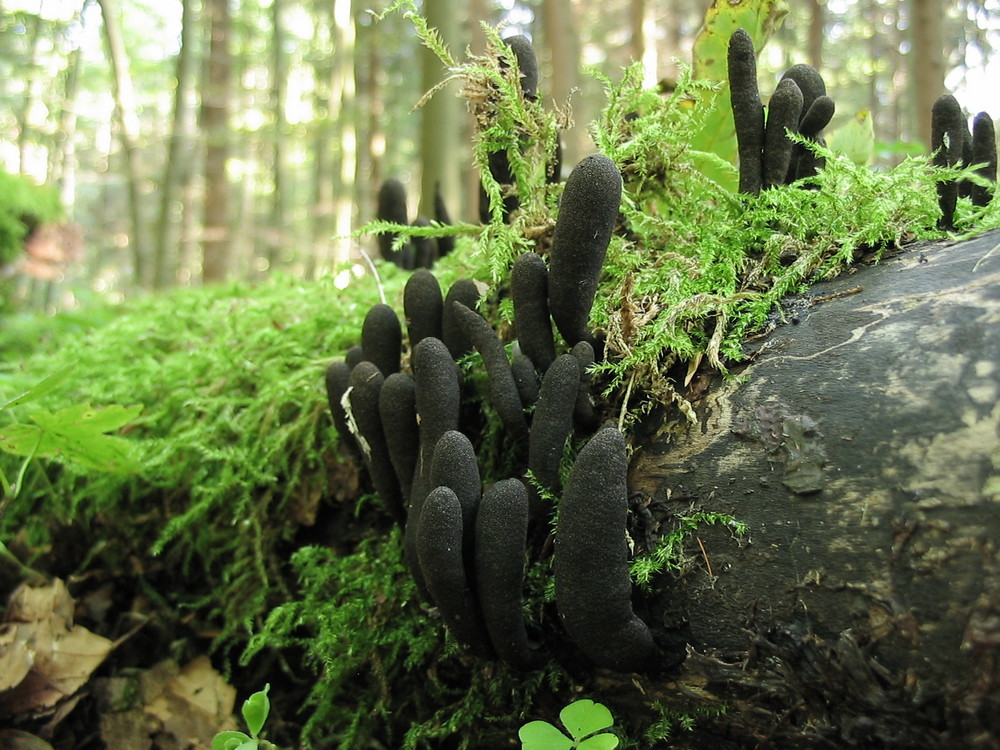 Xylaria polymorpha