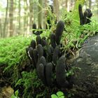 Xylaria polymorpha