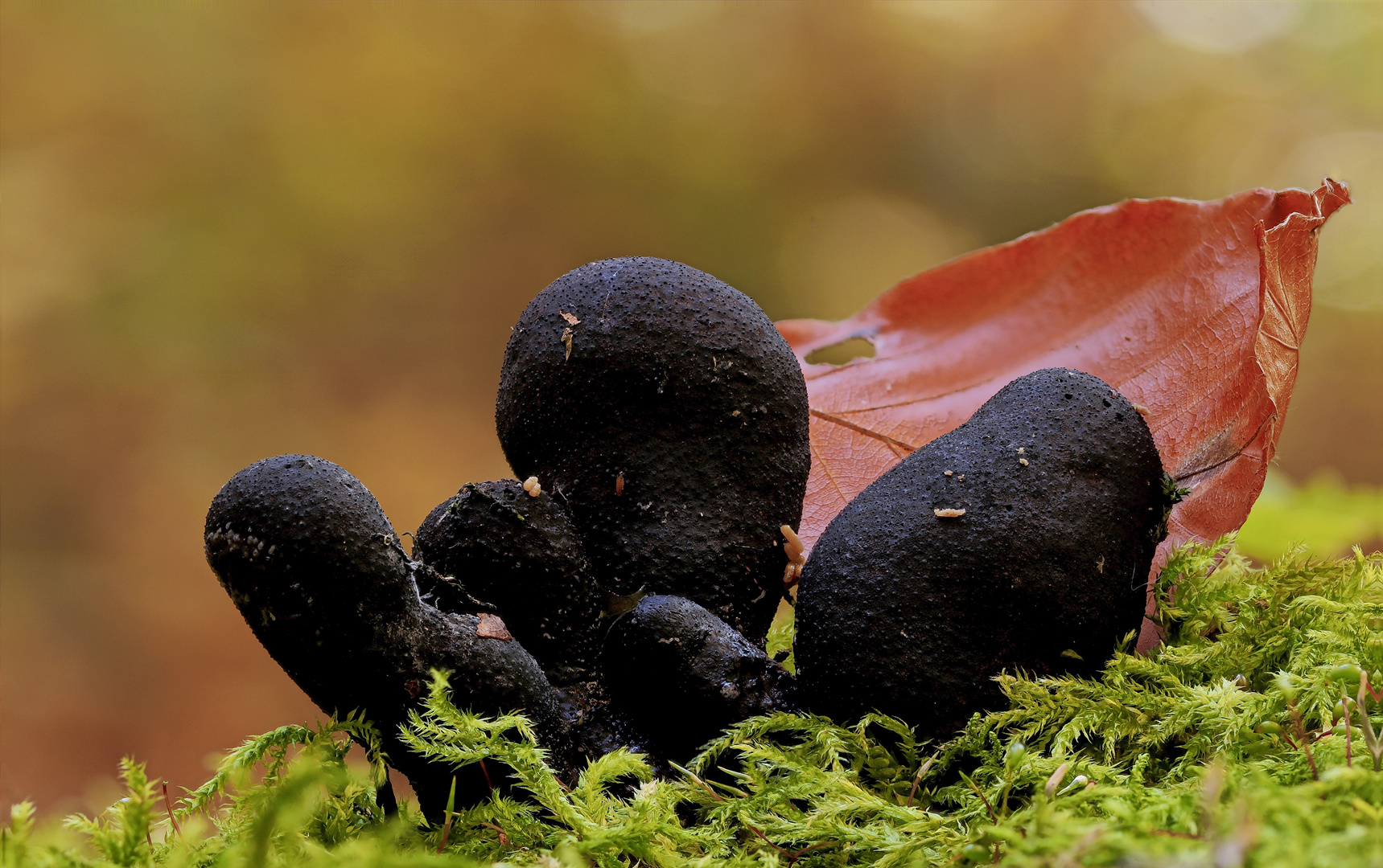 Xylaria polymorpha