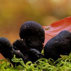 Xylaria polymorpha