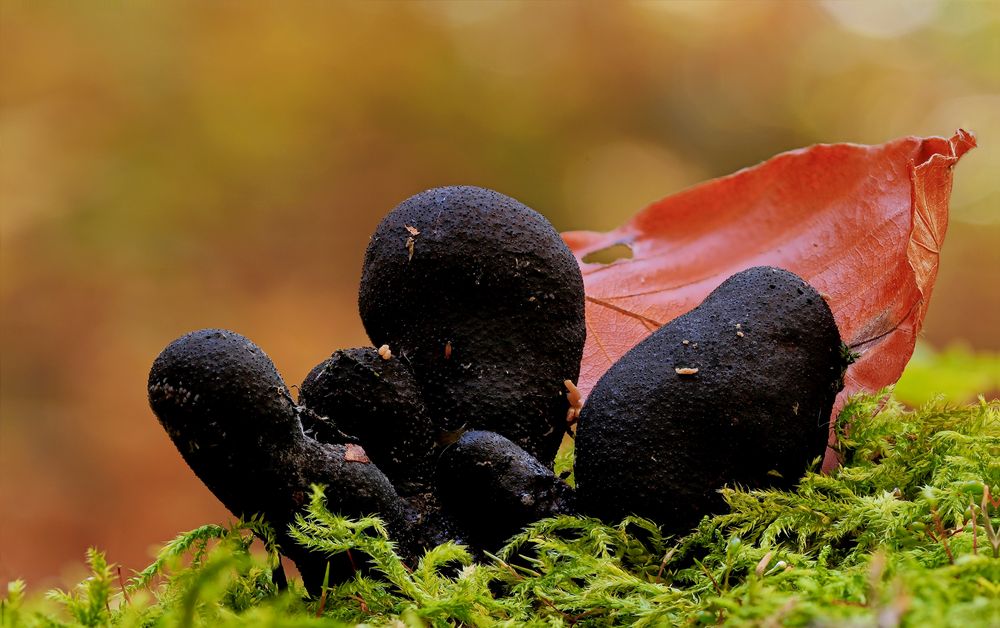 Xylaria polymorpha