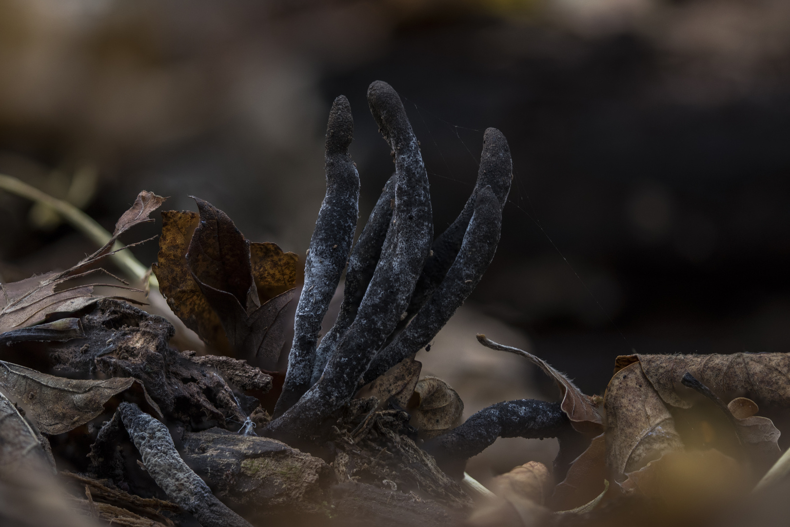 Xylaria polymorpha