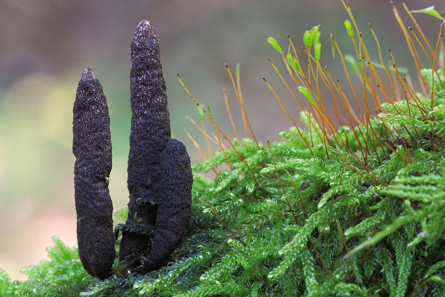 Xylaria polymorpha