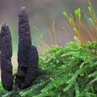 Xylaria polymorpha