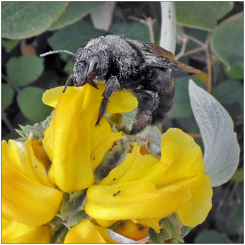 Xylocopa