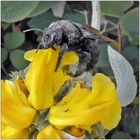 Xylocopa