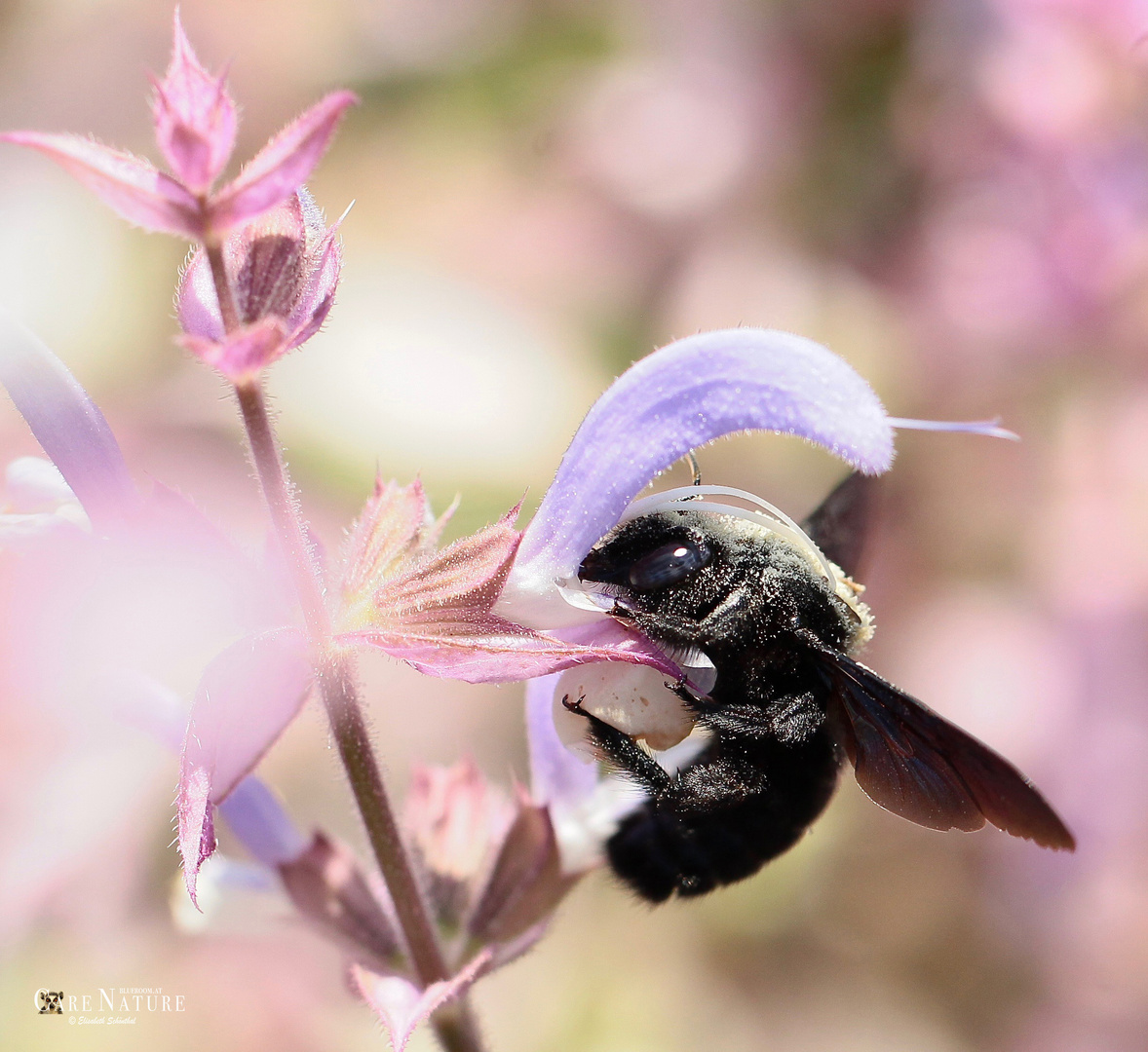 Xylocopa Foto & Bild tiere, wildlife, insekten Bilder auf