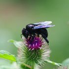 Xylocopa libando y Sírfida volando