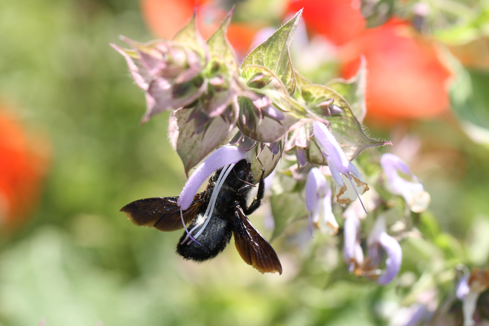 Xylocopa Schlagbaumeffekt _fc 0037