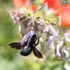 Xylocopa Schlagbaumeffekt _fc 0037