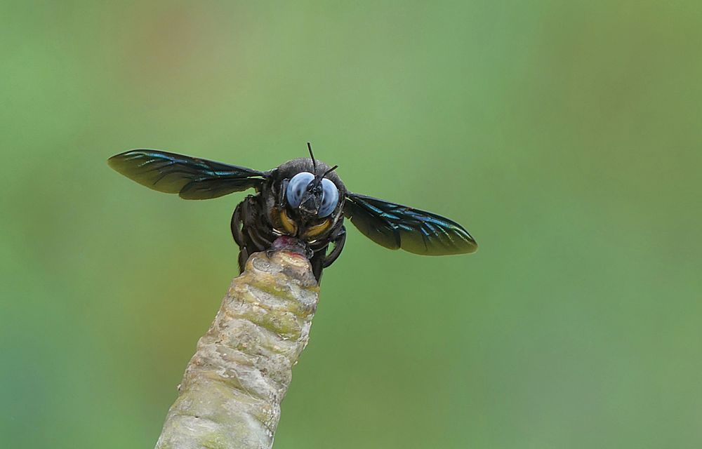 Xylocopa sp.