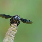 Xylocopa sp.