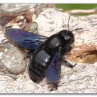 Xylocopa violacea _0042