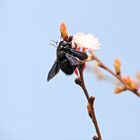 Xylocopa violacea