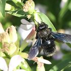 Xylocopa violacea